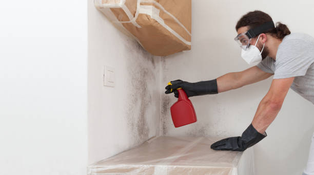 Professional Black Mold Removal technician working in Newport, TN