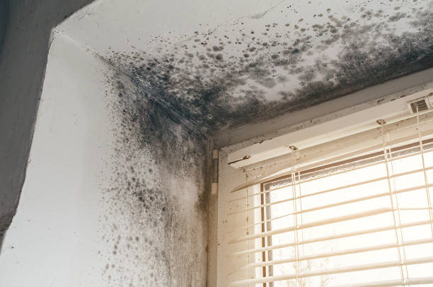 Affordable Basement Mold Removal solutions in Newport, TN