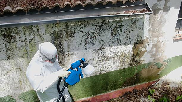 Top rated local Basement Mold Removal specialists in Newport, TN